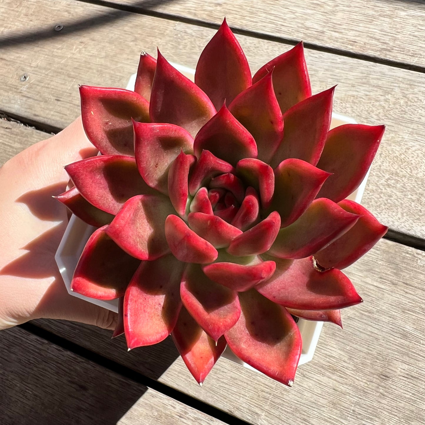 2603 Echeveria Agavoides Frank Reinelt (minor mark)