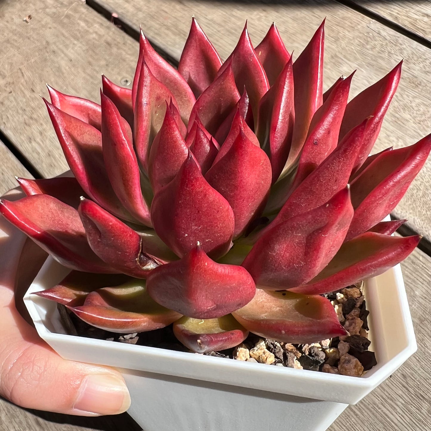 2603 Echeveria Agavoides Frank Reinelt (minor mark)