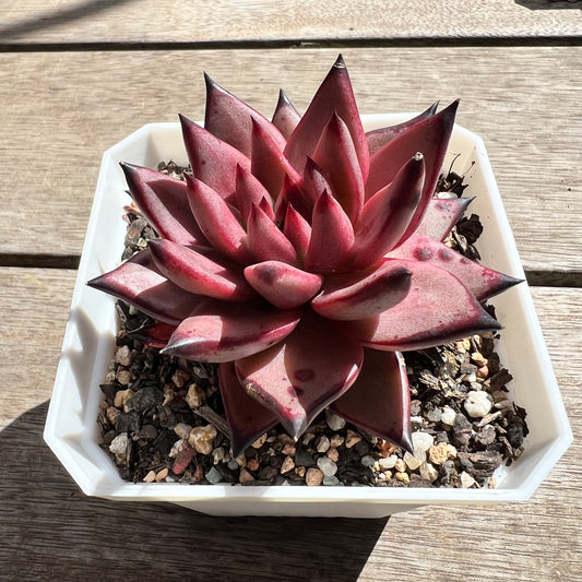 2603 Echeveria Agavoides Romeo