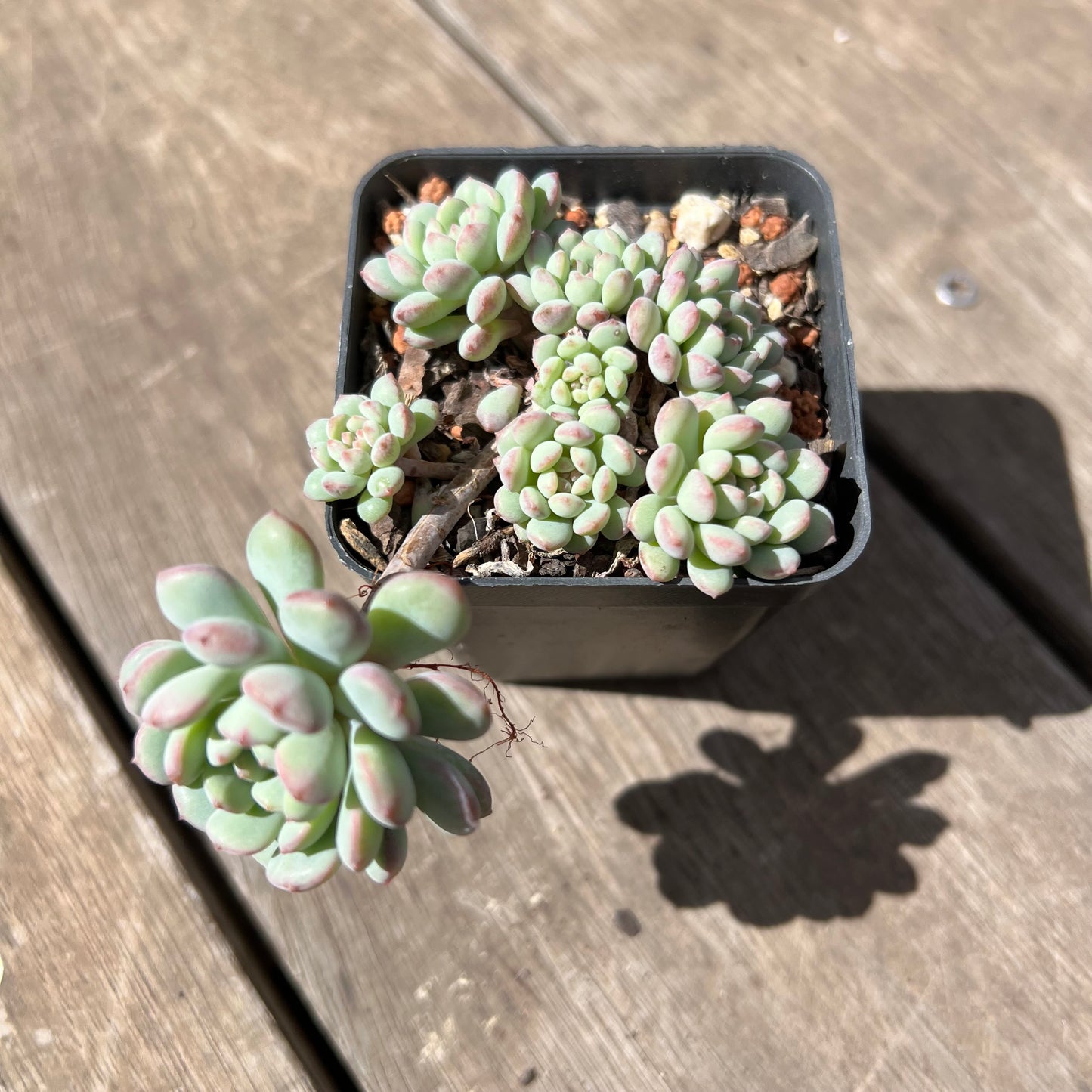 2603 Echeveria Cute Beans 'Moemame' (large clump)