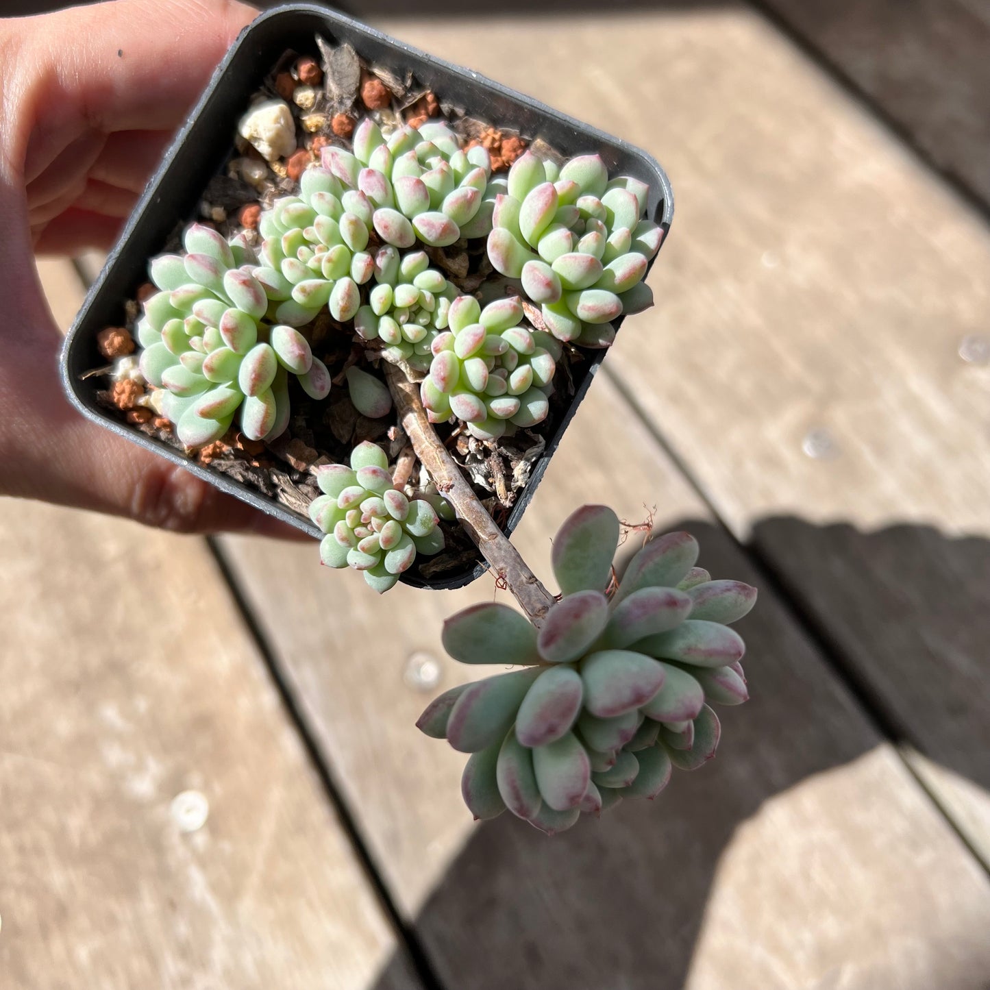 2603 Echeveria Cute Beans 'Moemame' (large clump)