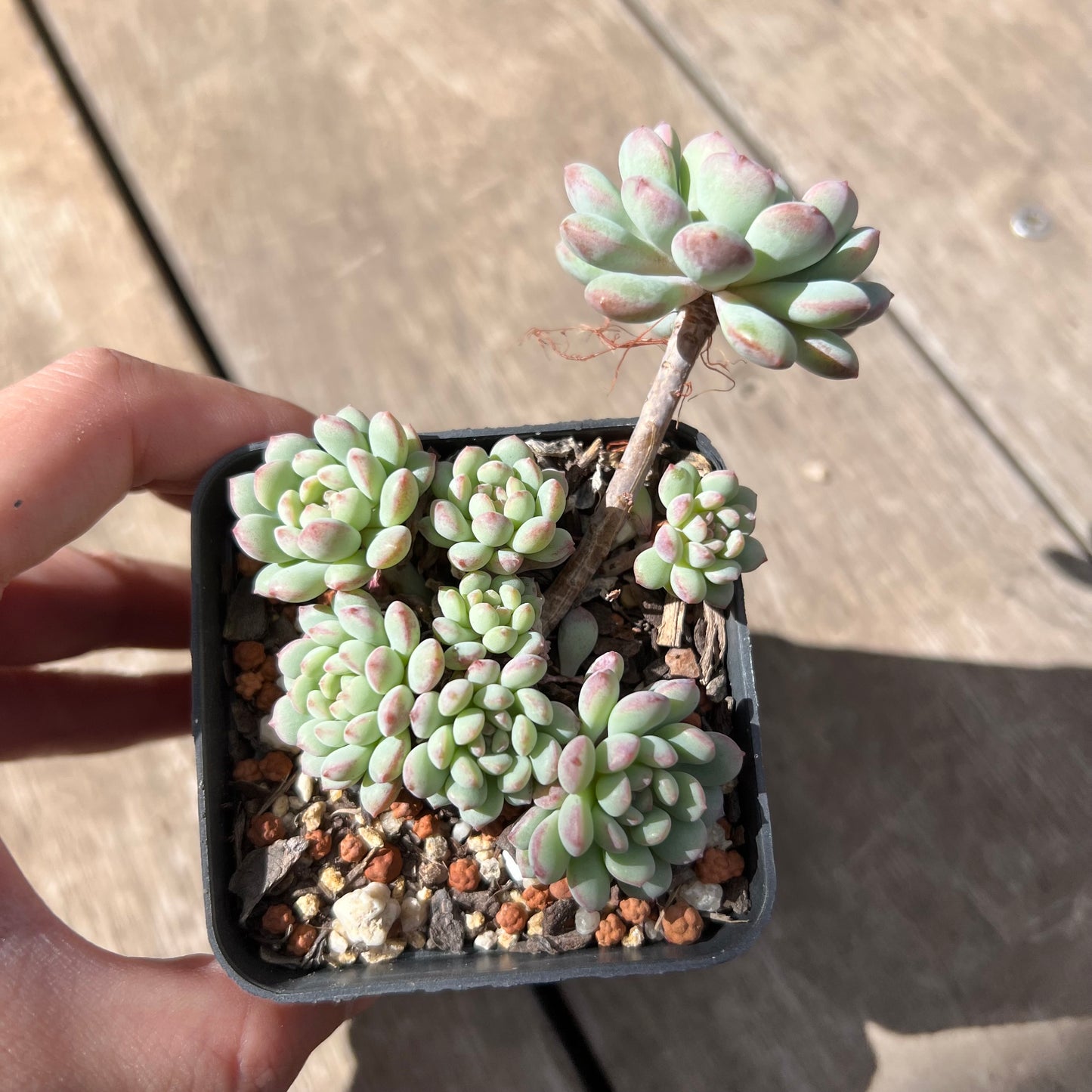 2603 Echeveria Cute Beans 'Moemame' (large clump)