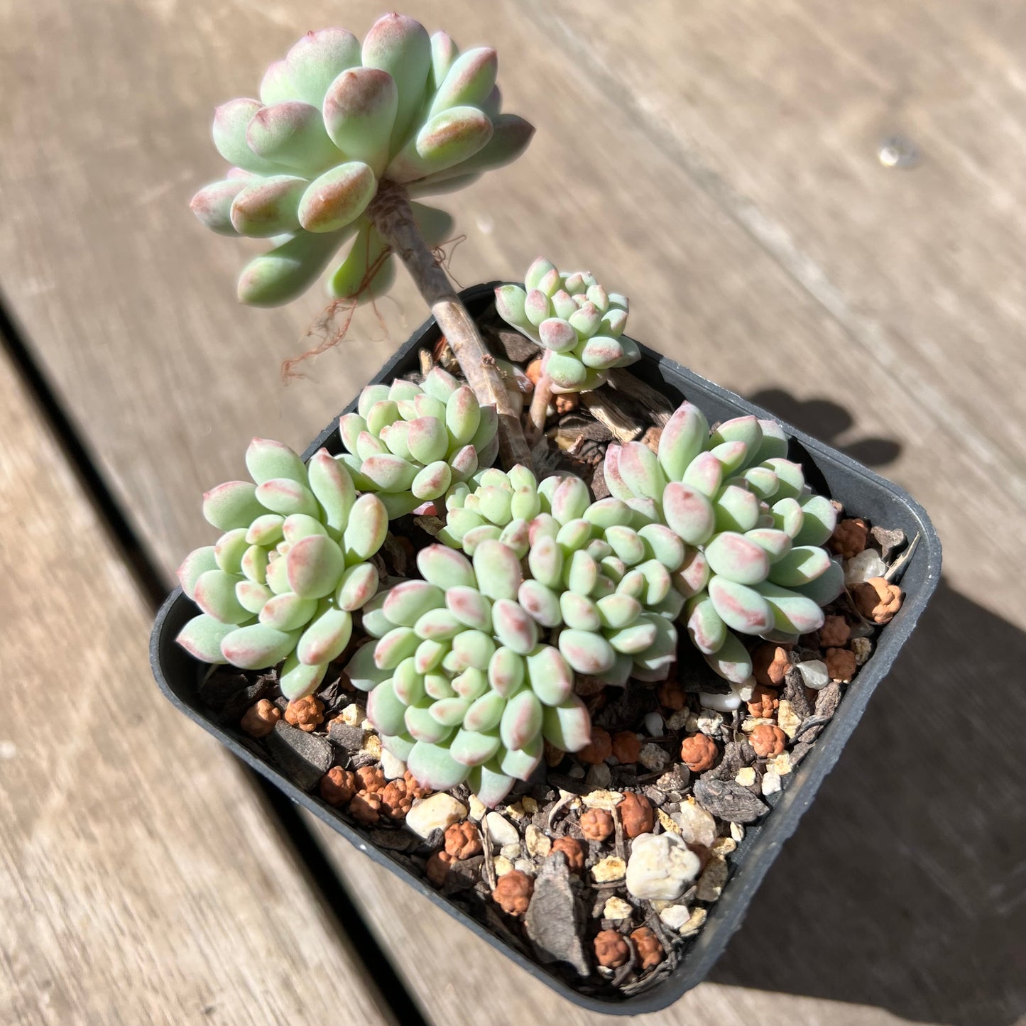 2603 Echeveria Cute Beans 'Moemame' (large clump)