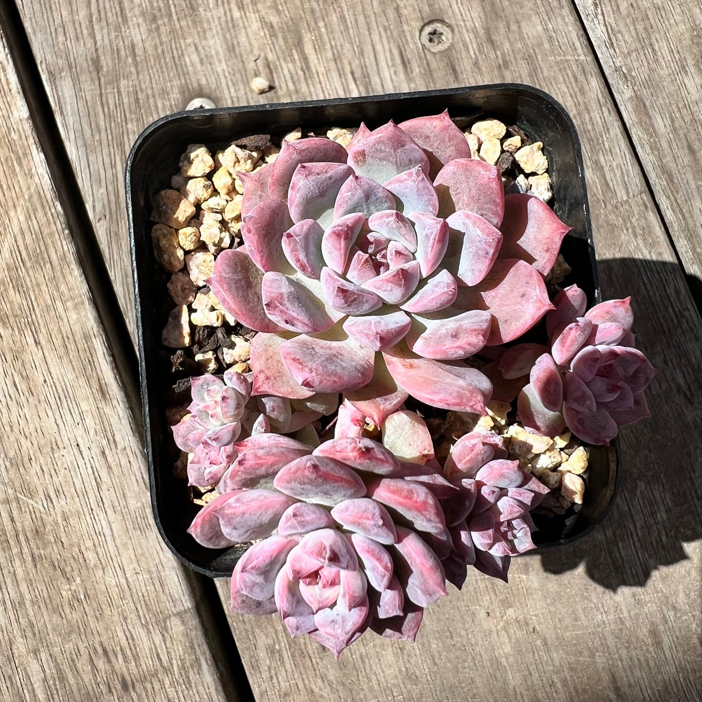 2603 Echeveria Frosty Bloom (Large Clump)