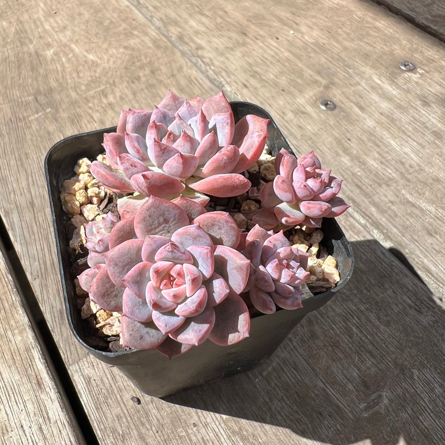 2603 Echeveria Frosty Bloom (Large Clump)