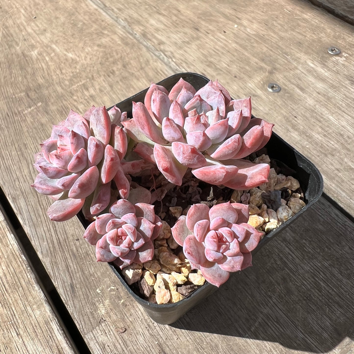 2603 Echeveria Frosty Bloom (Large Clump)