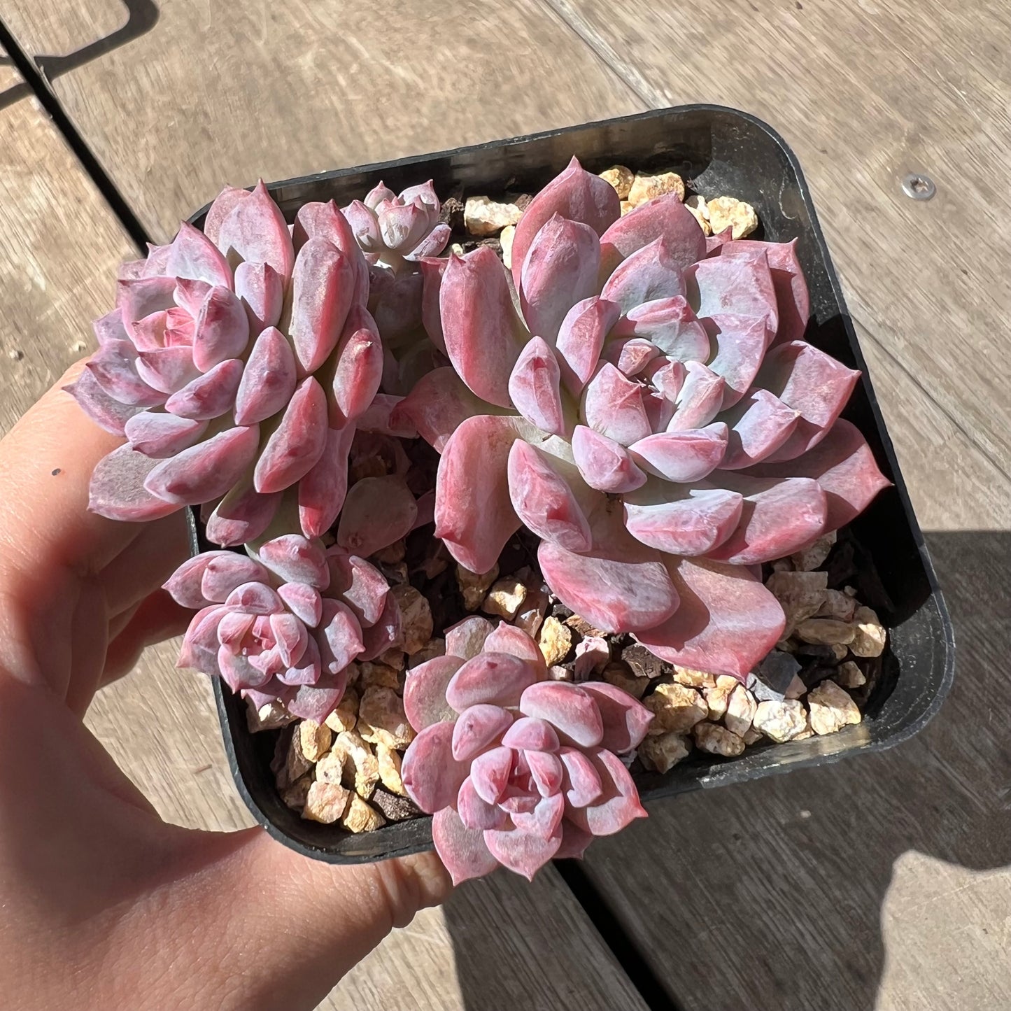 2603 Echeveria Frosty Bloom (Large Clump)