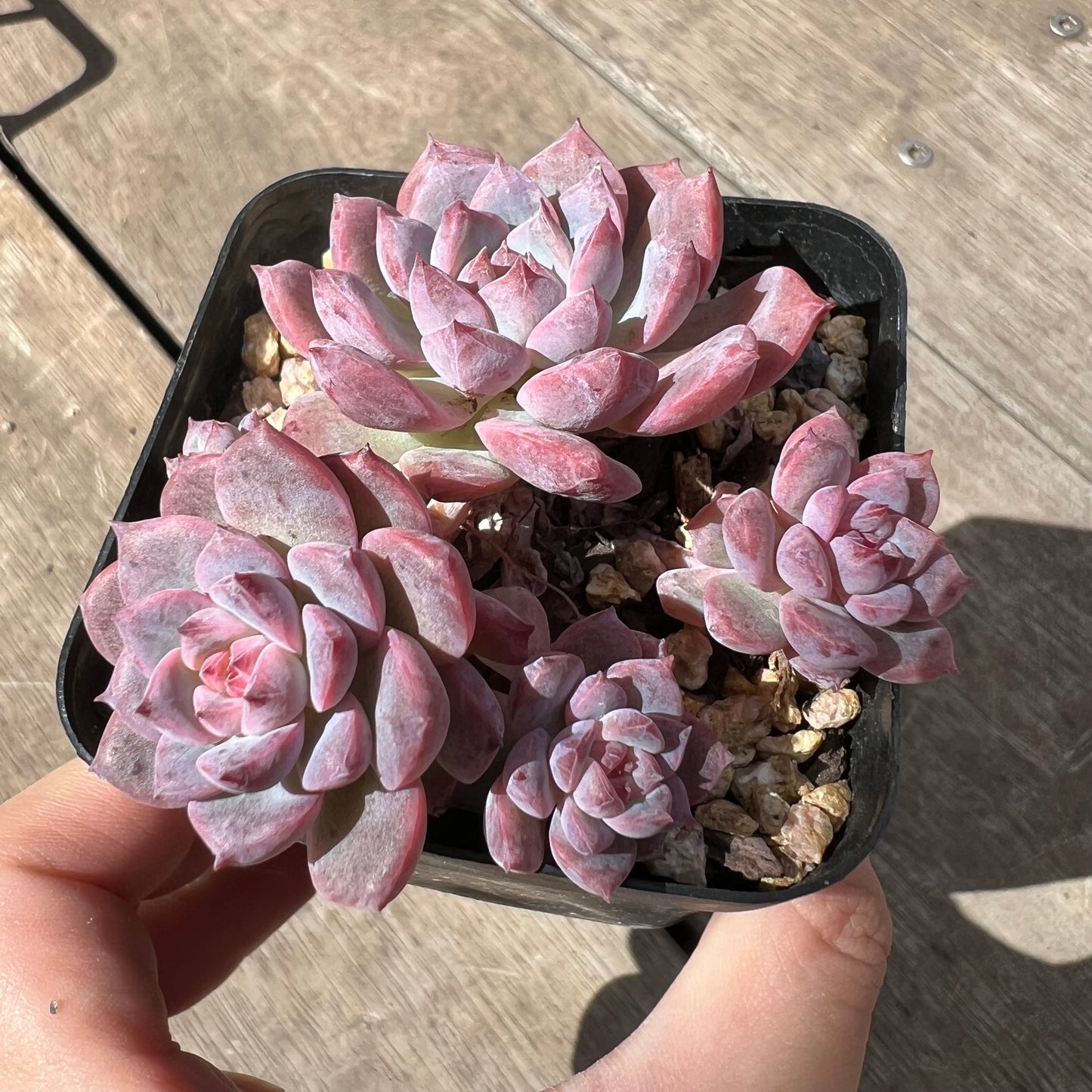 2603 Echeveria Frosty Bloom (Large Clump)