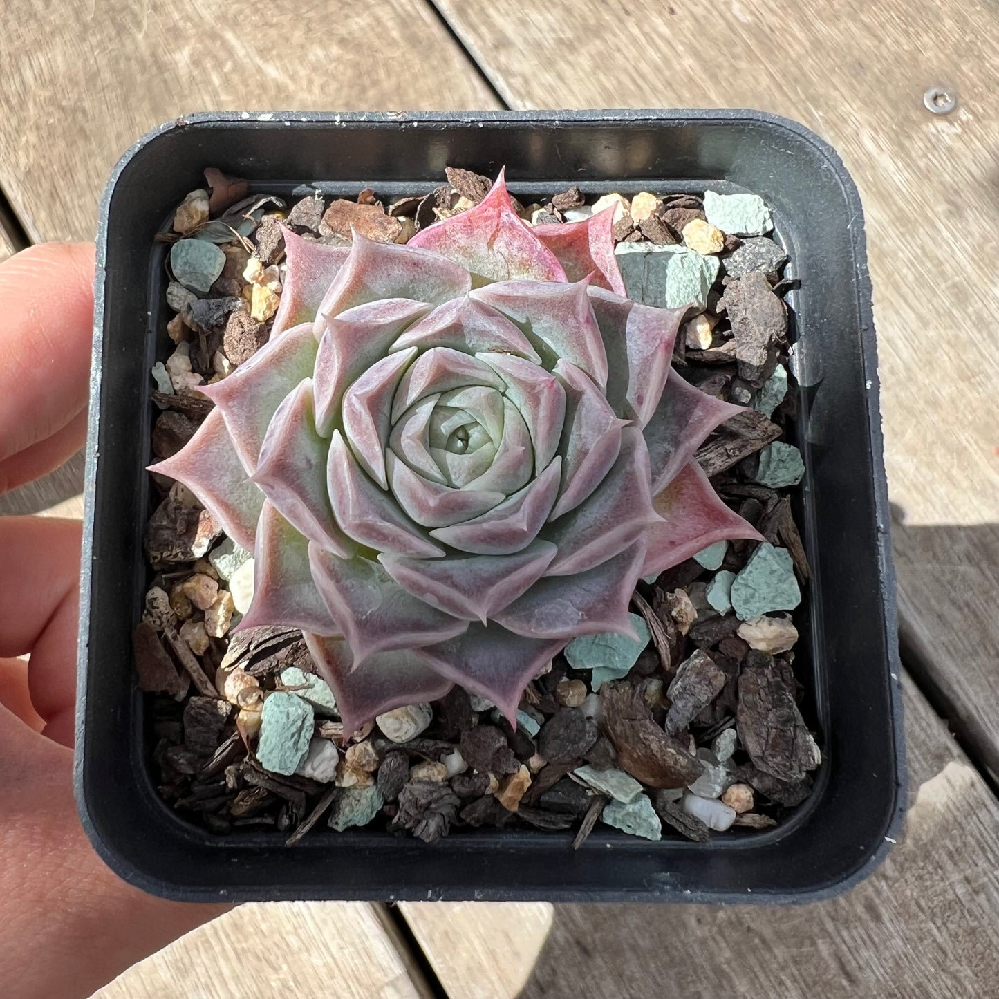 2603 Echeveria Gilo