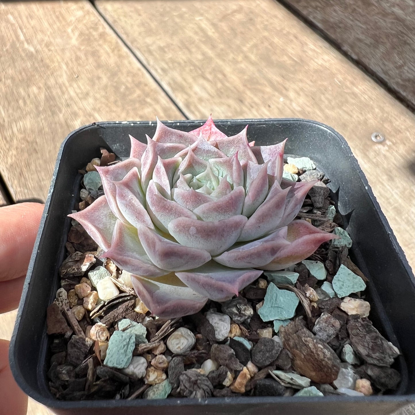 2603 Echeveria Gilo