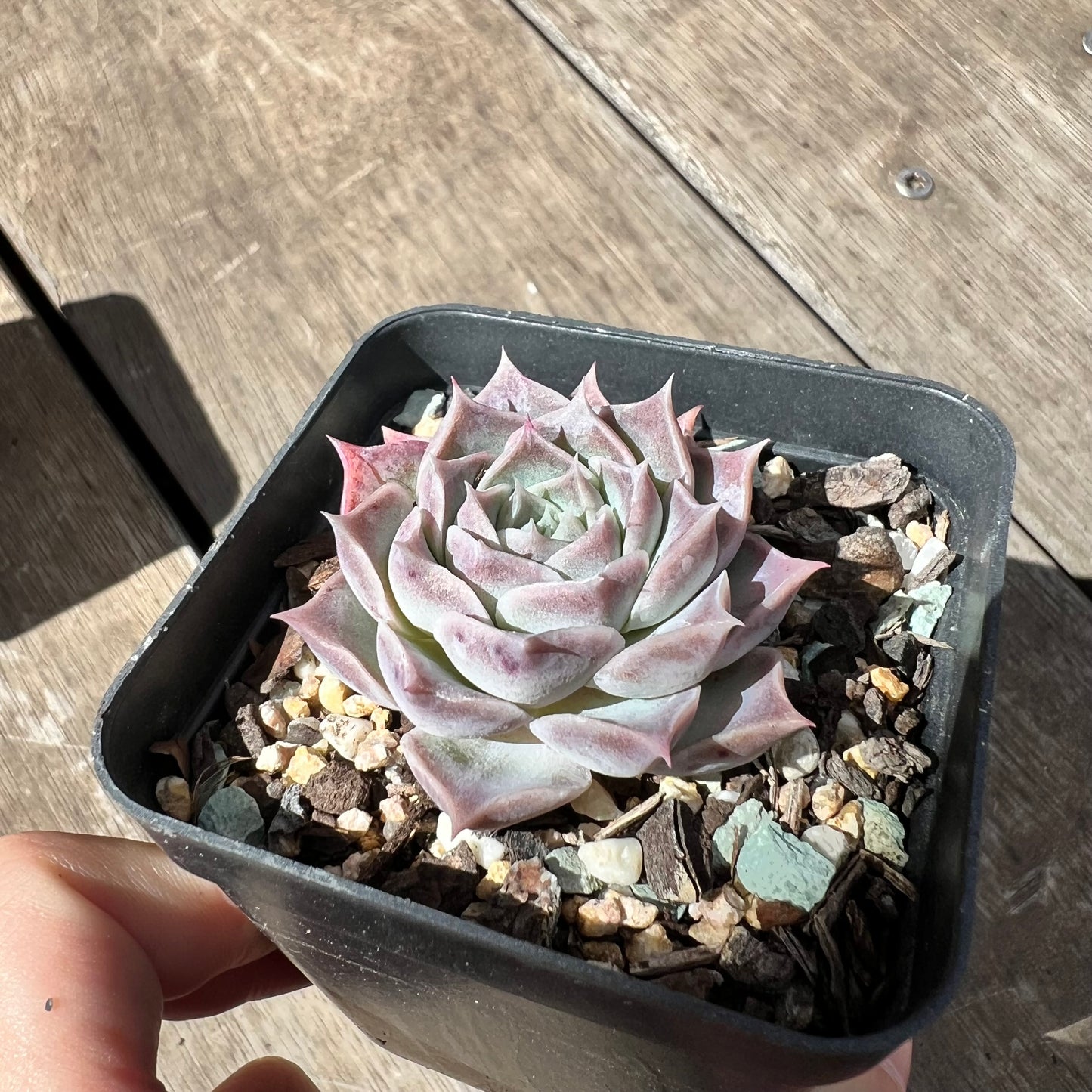 2603 Echeveria Gilo