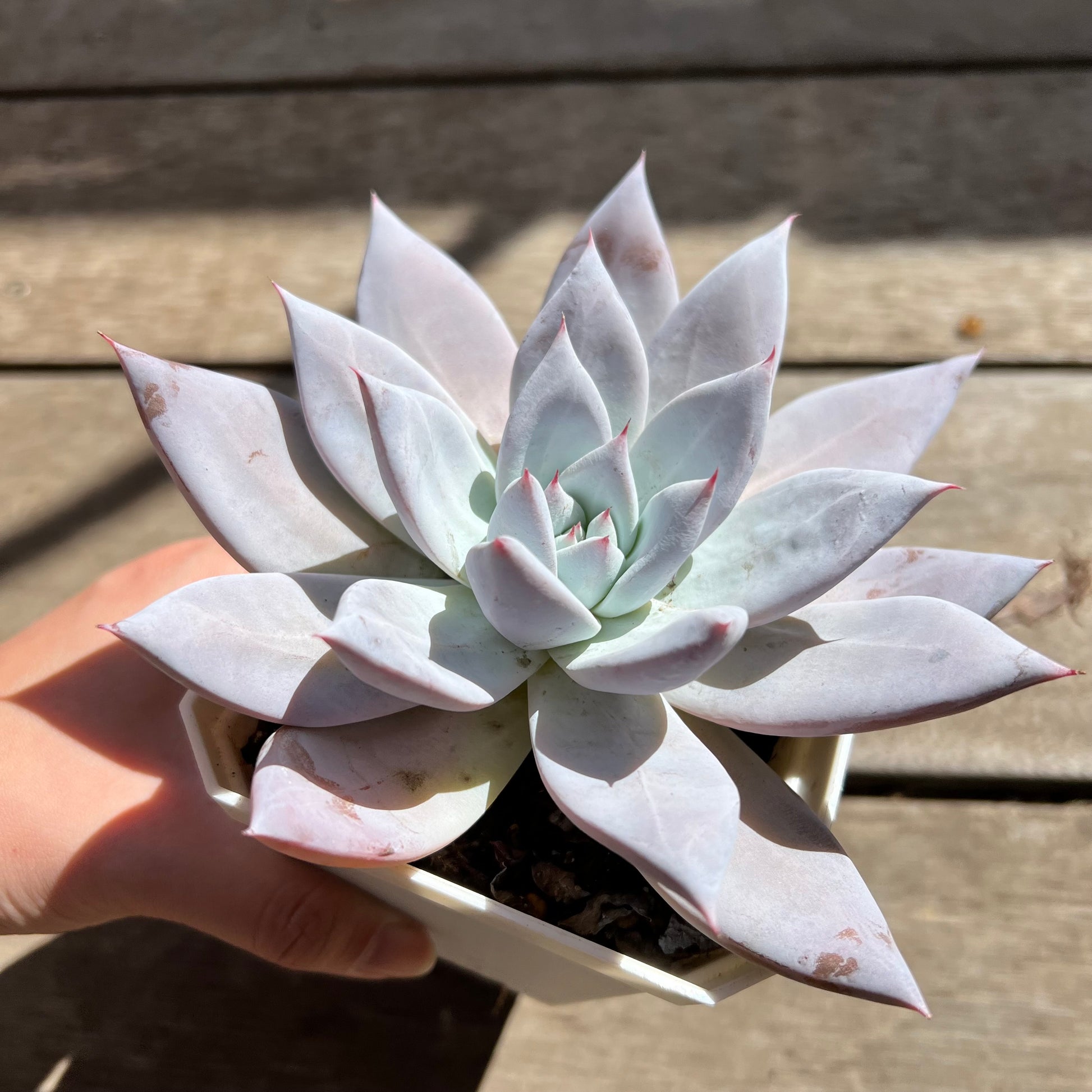 mexican giant succulent 2603 Echeveria Mexican Giant