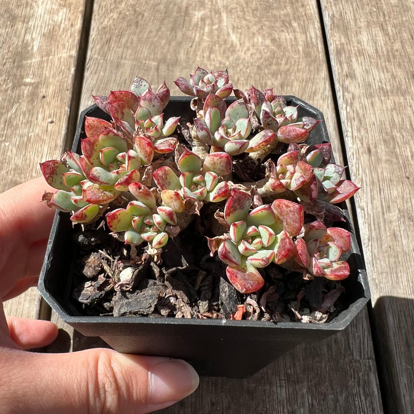 2603 Echeveria Minima x Ballsii