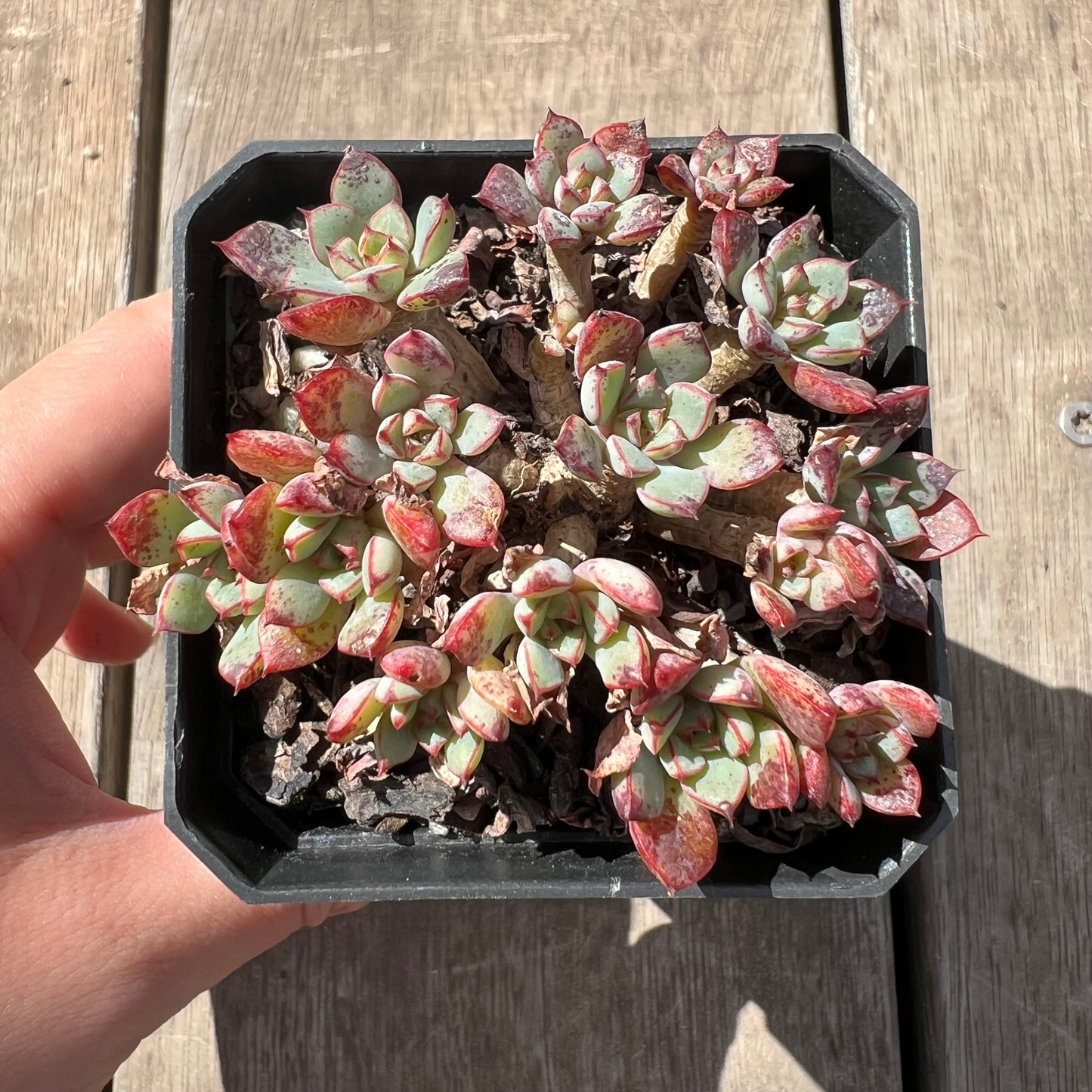 2603 Echeveria Minima x Ballsii