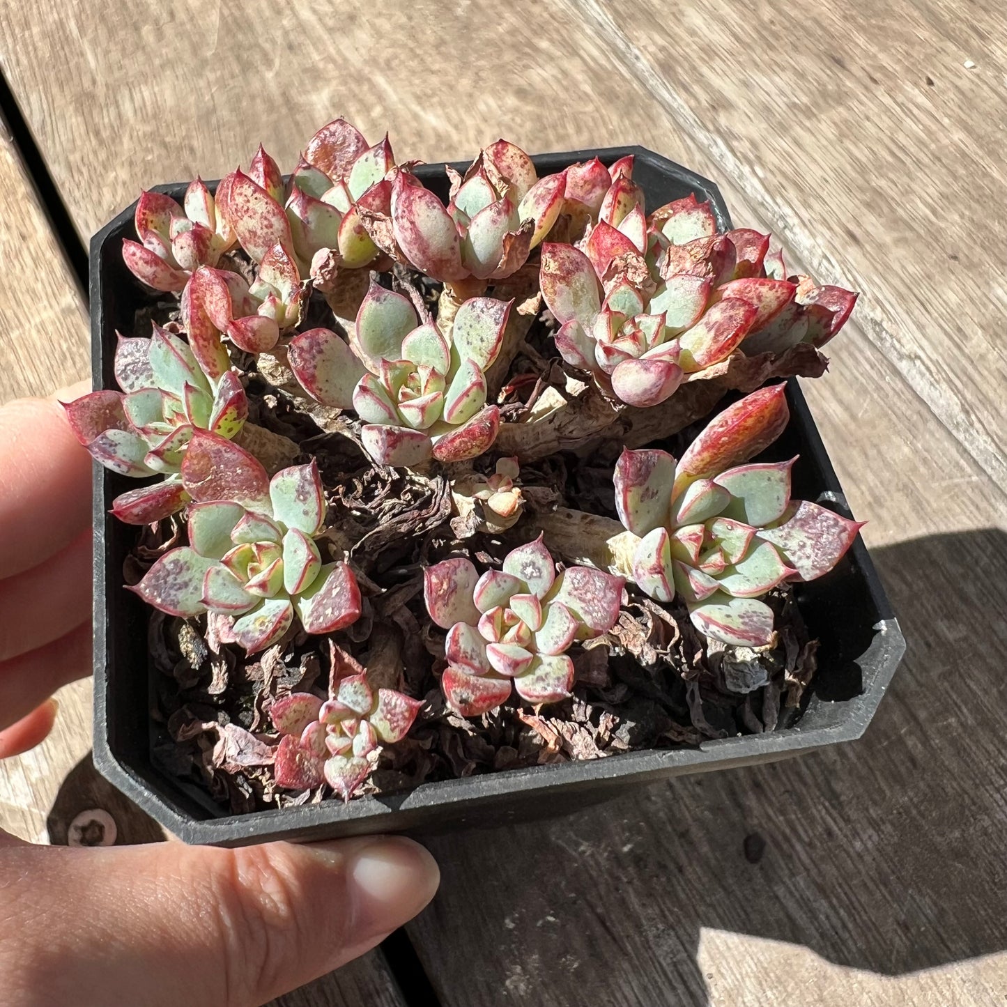 2603 Echeveria Minima x Ballsii