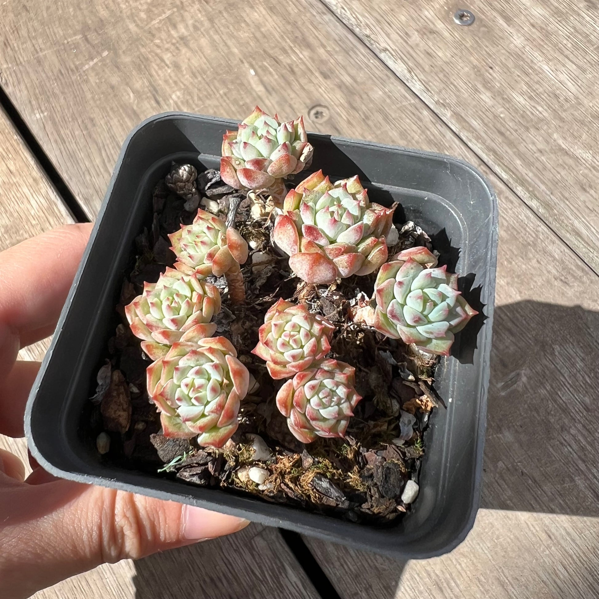 succulent with black tips 2603 Echeveria Panda Face aka Emerald Tips(clump) – Bella Succulent Garden