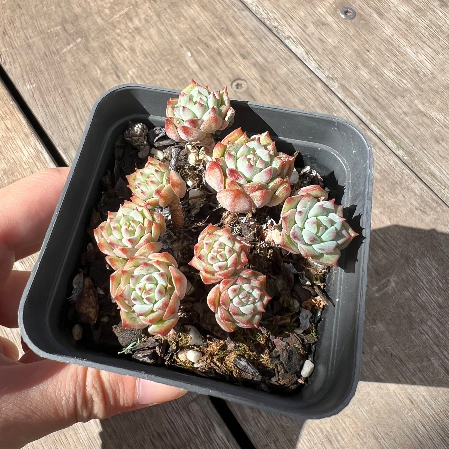 2603 Echeveria Panda Face aka Emerald Tips(clump)