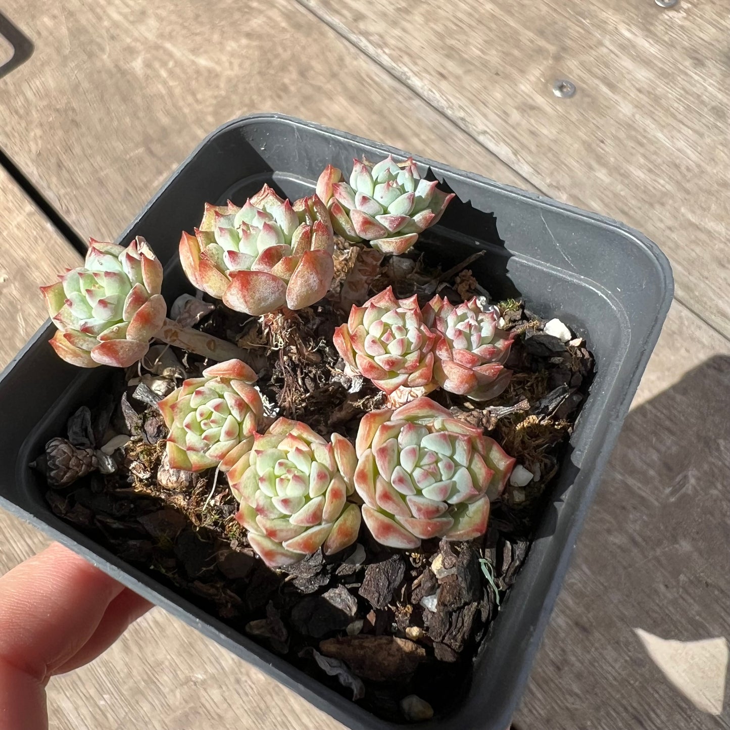 2603 Echeveria Panda Face aka Emerald Tips(clump)