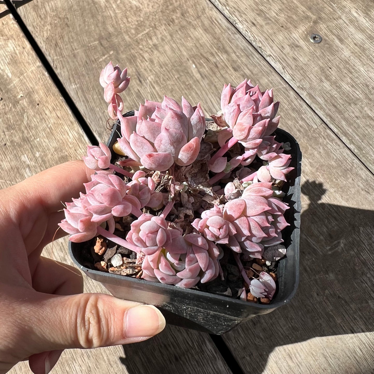 2603 Echeveria Prolifica