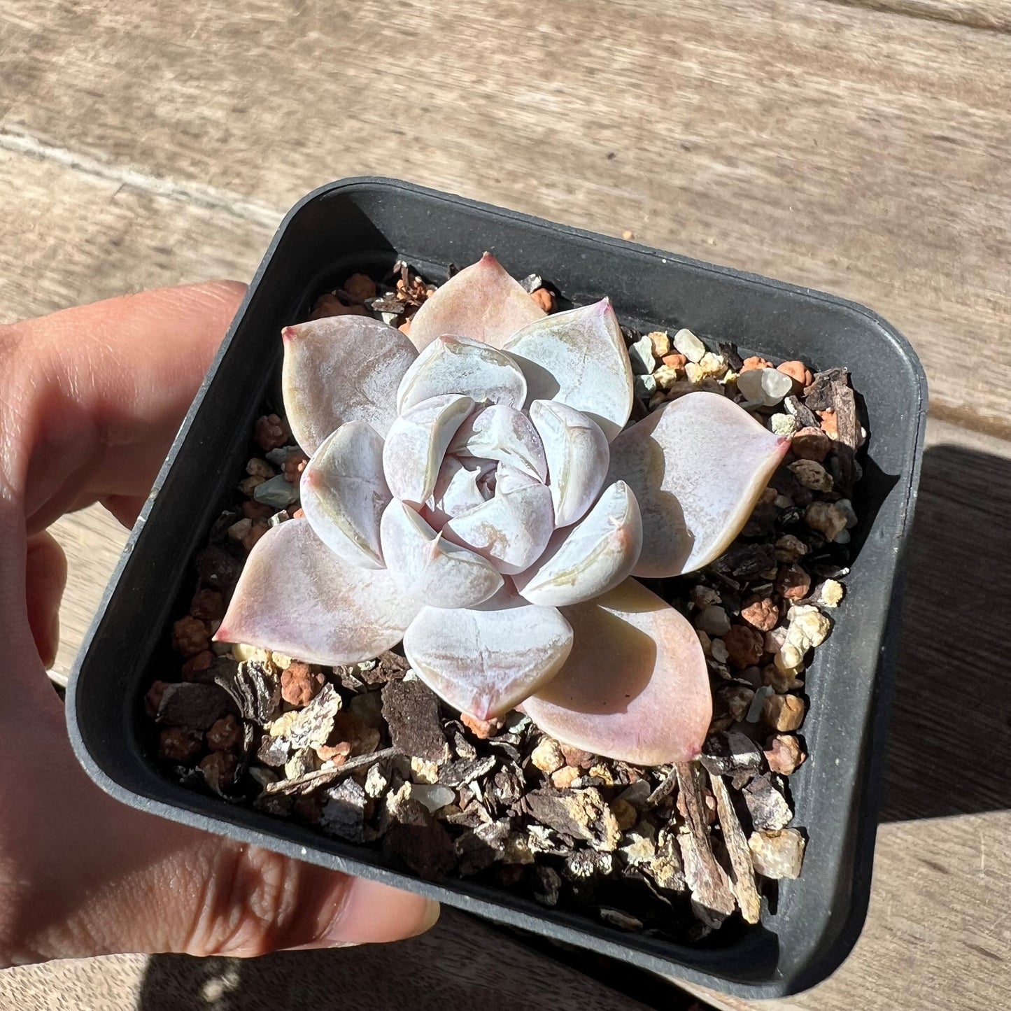 2603 Echeveria Snow Bunny