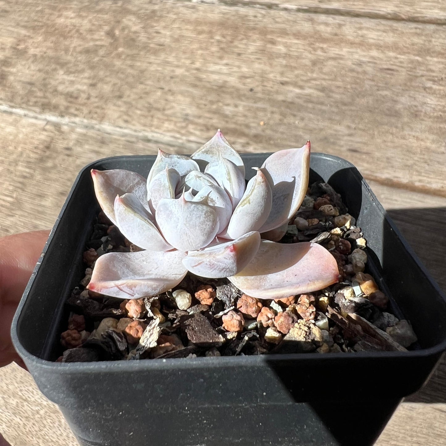 2603 Echeveria Snow Bunny