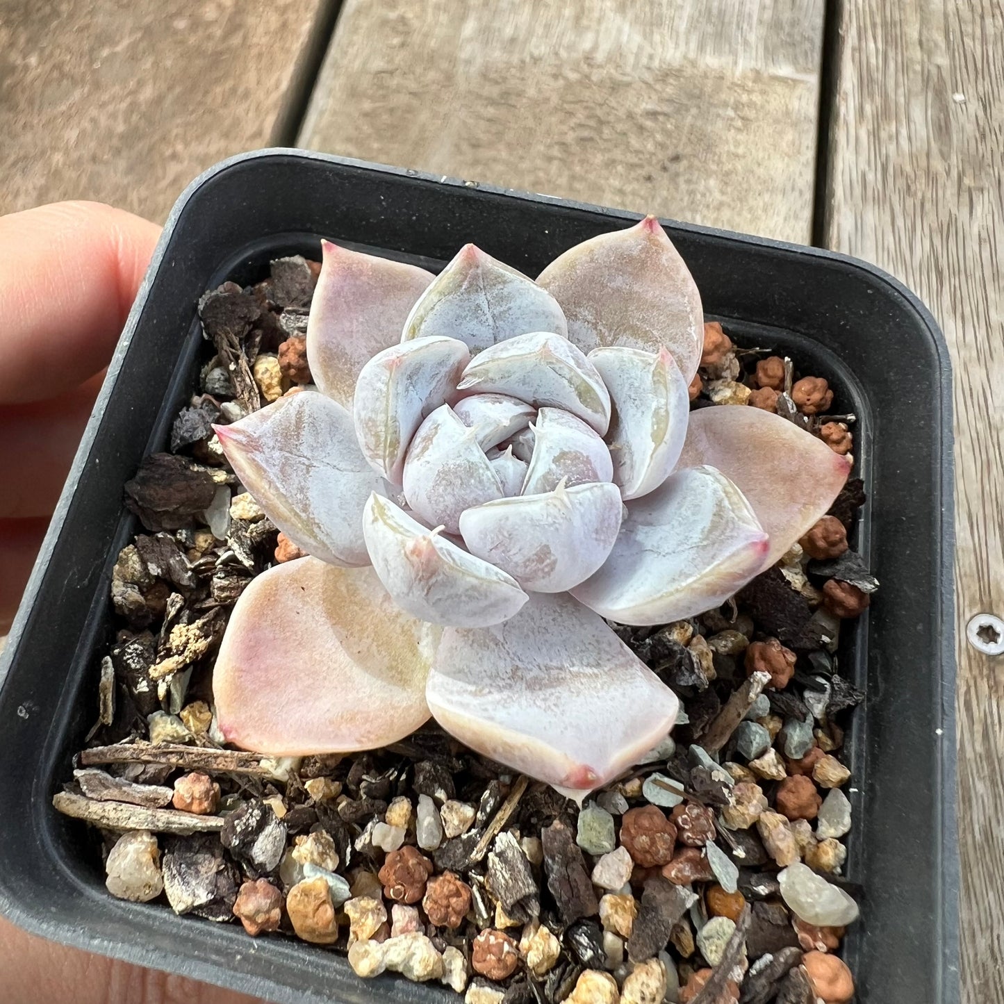 2603 Echeveria Snow Bunny