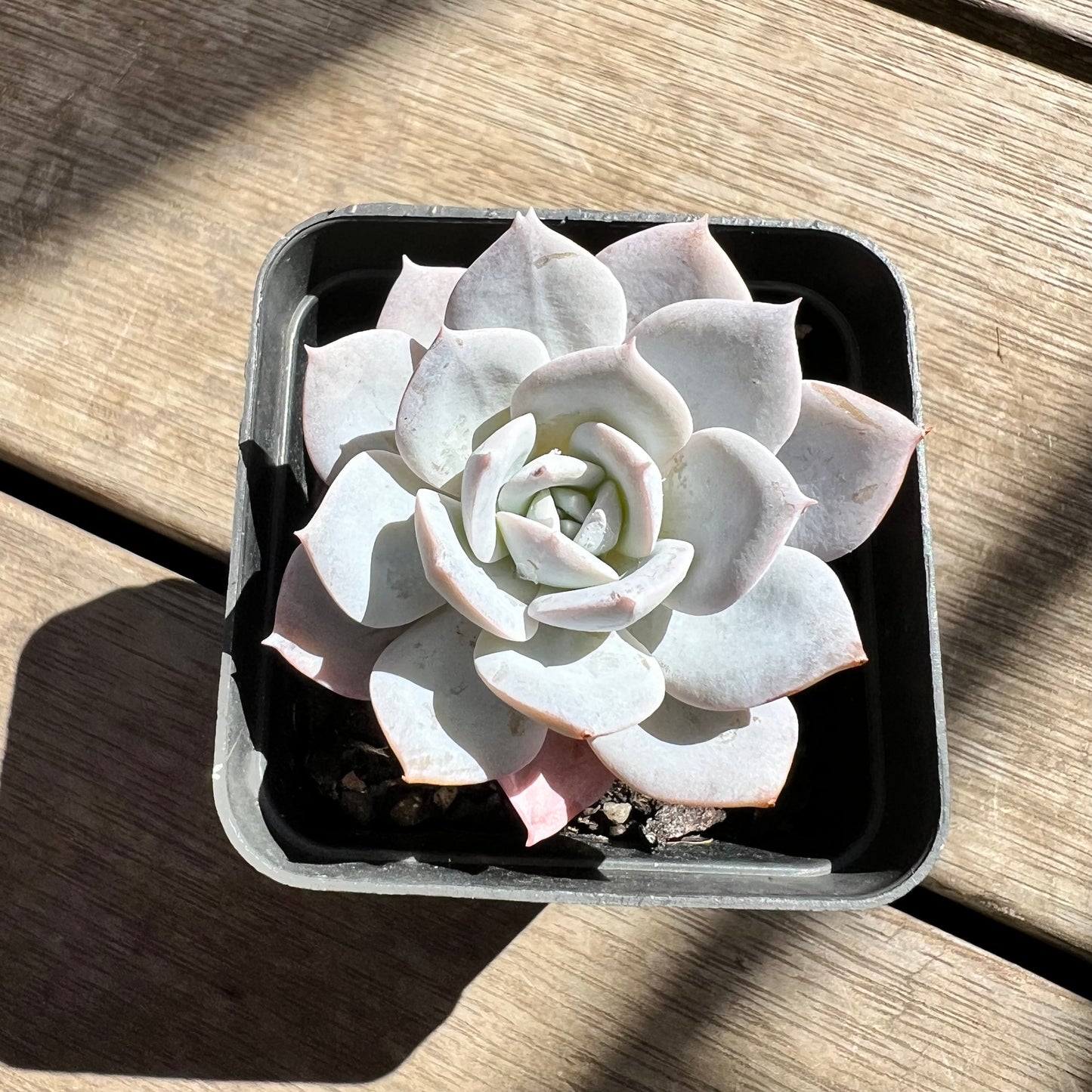 2603 Echeveria White Lover