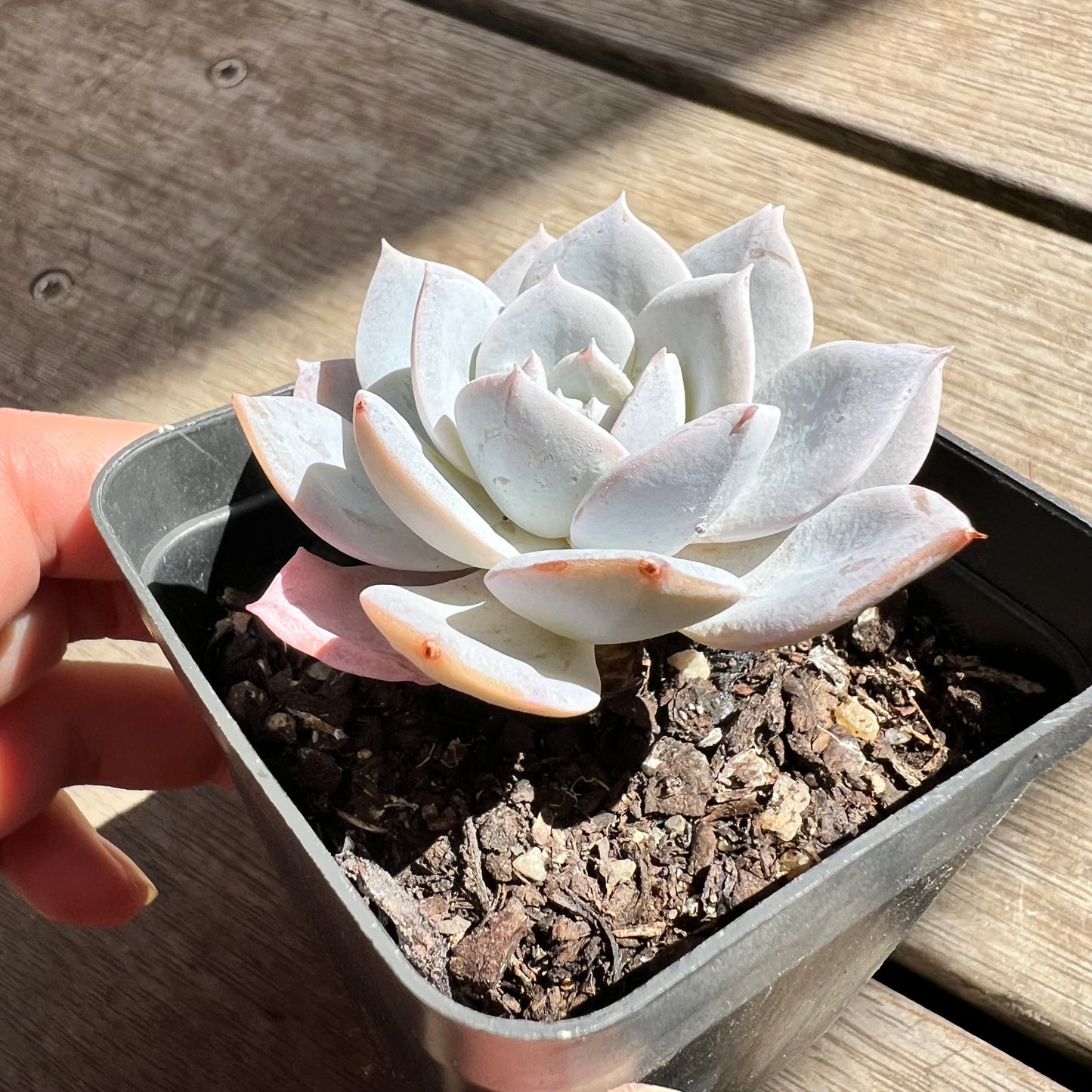 2603 Echeveria White Lover