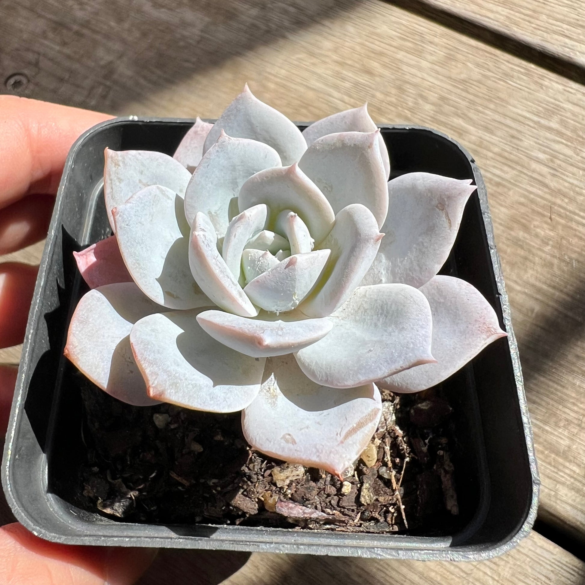 pale succulent 2603 Echeveria White Lover