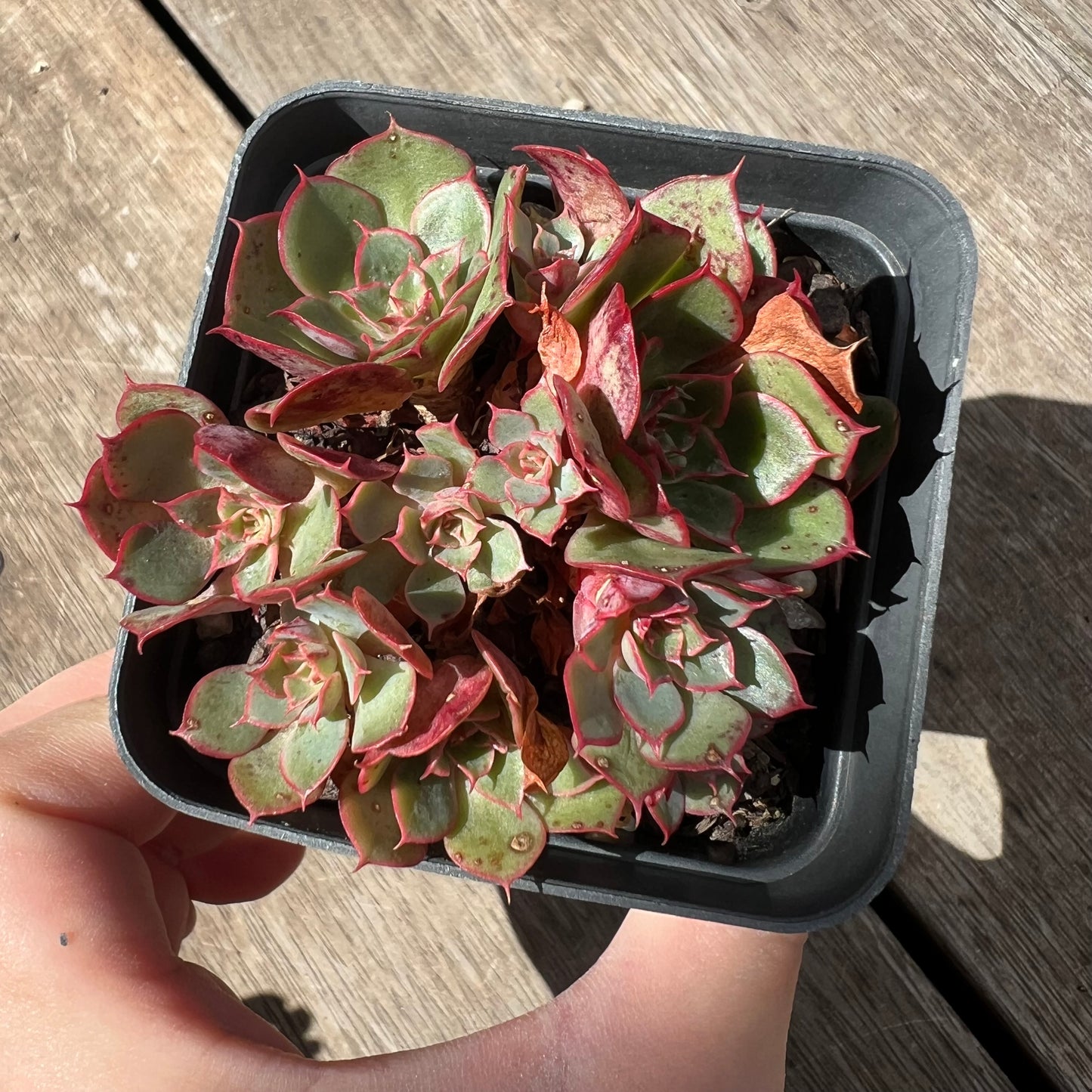 2603 Echeveria Yangjin (large clump)