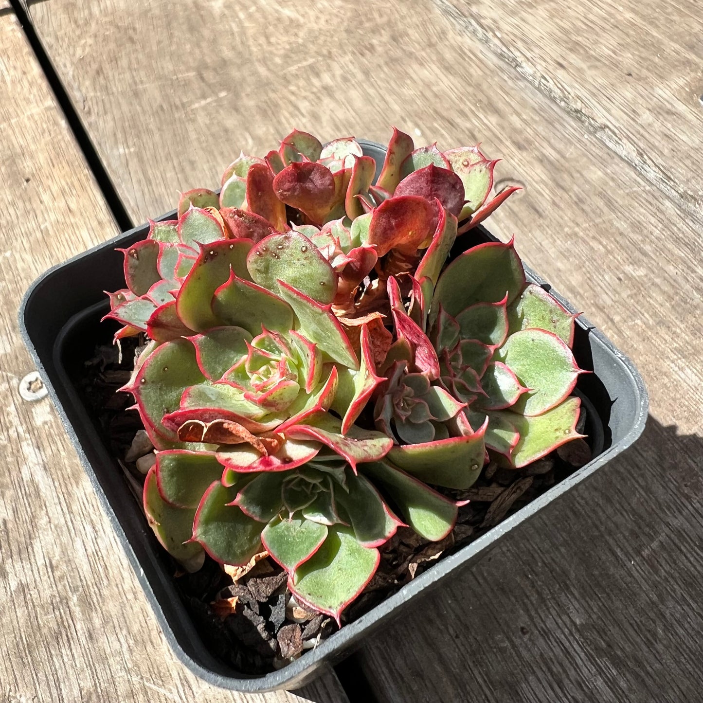 2603 Echeveria Yangjin (large clump)