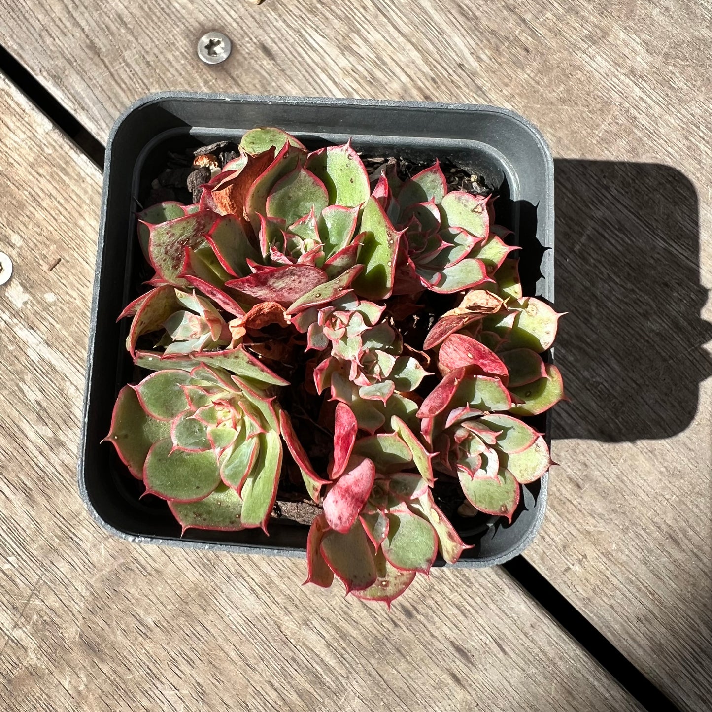 2603 Echeveria Yangjin (large clump)