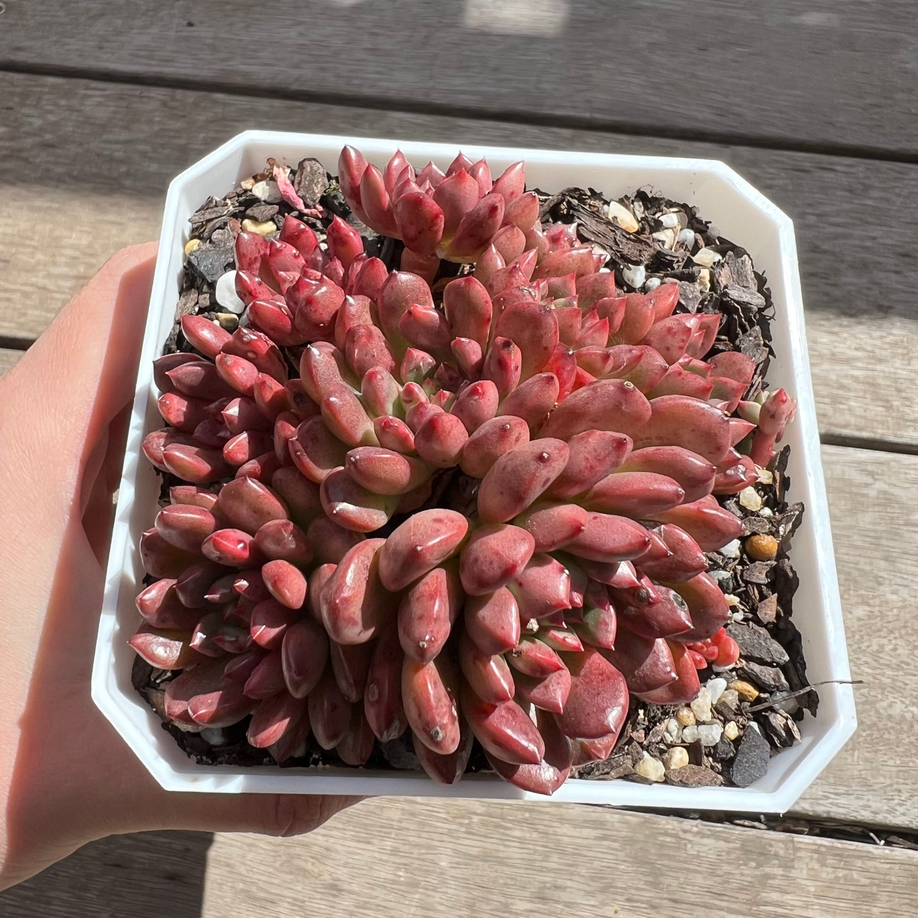 Ruby Succulent 2603 Graptoveria Bashful / Pink Ruby – Bella Succulent Garden