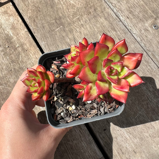 2805 Sedeveria Letizia(multi)