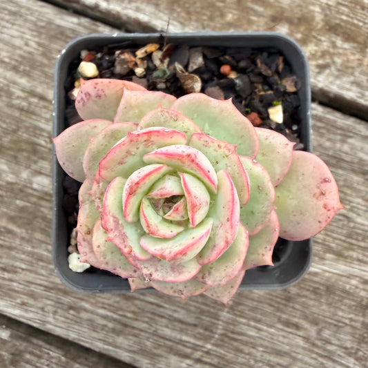 2605 Echeveria Agnes Rose