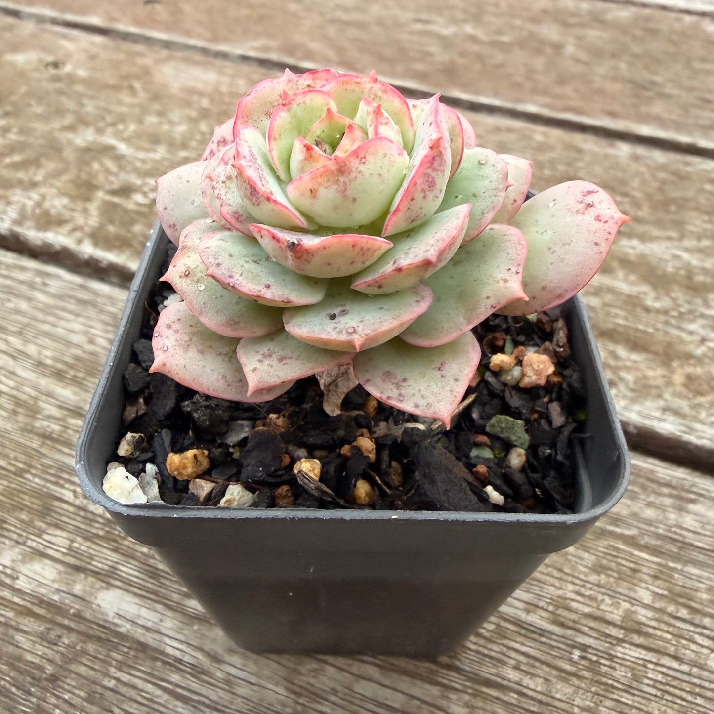 2605 Echeveria Agnes Rose