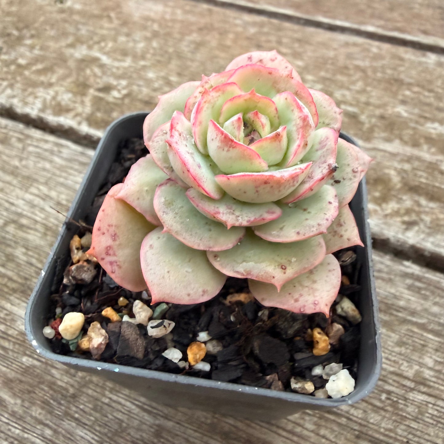 2605 Echeveria Agnes Rose