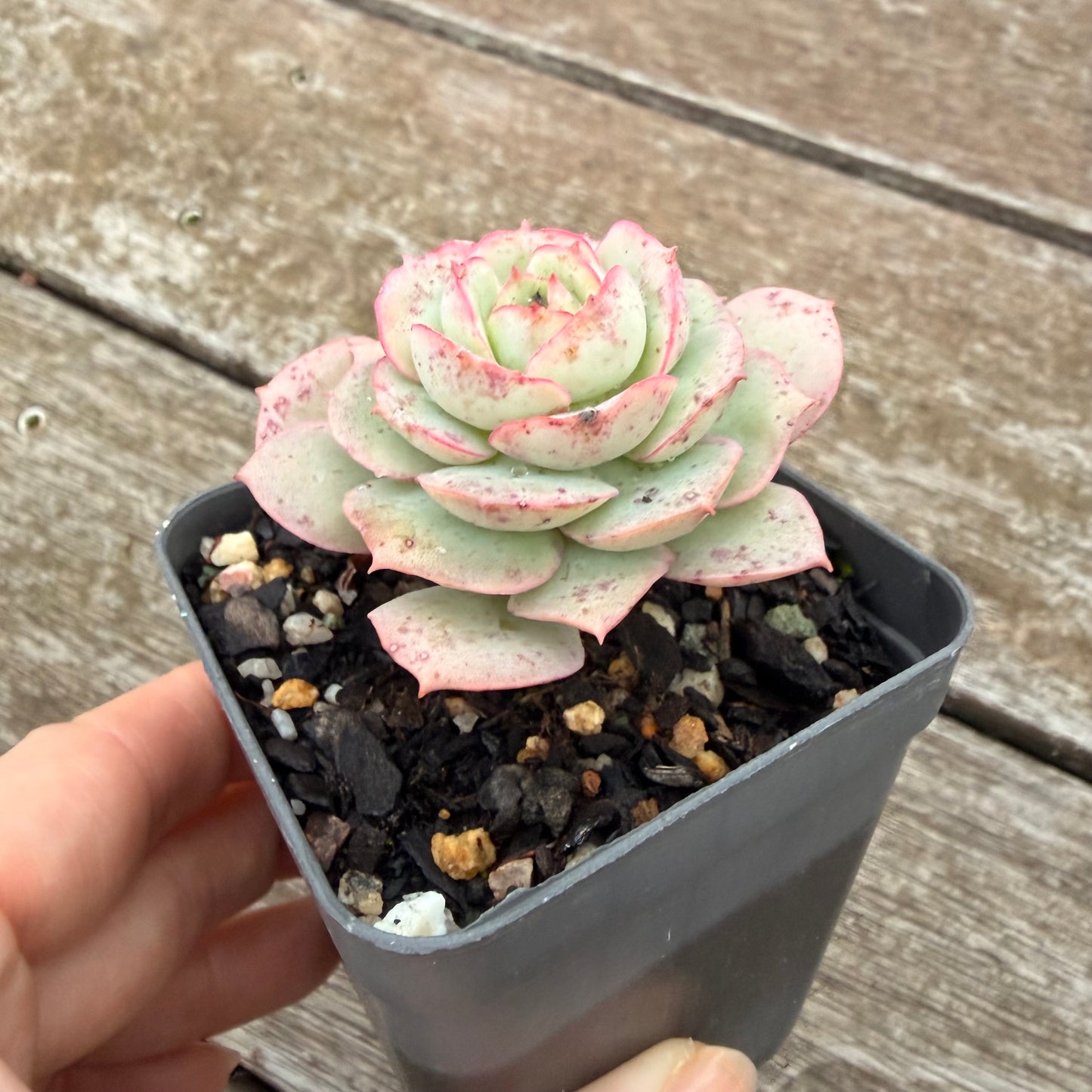 2605 Echeveria Agnes Rose