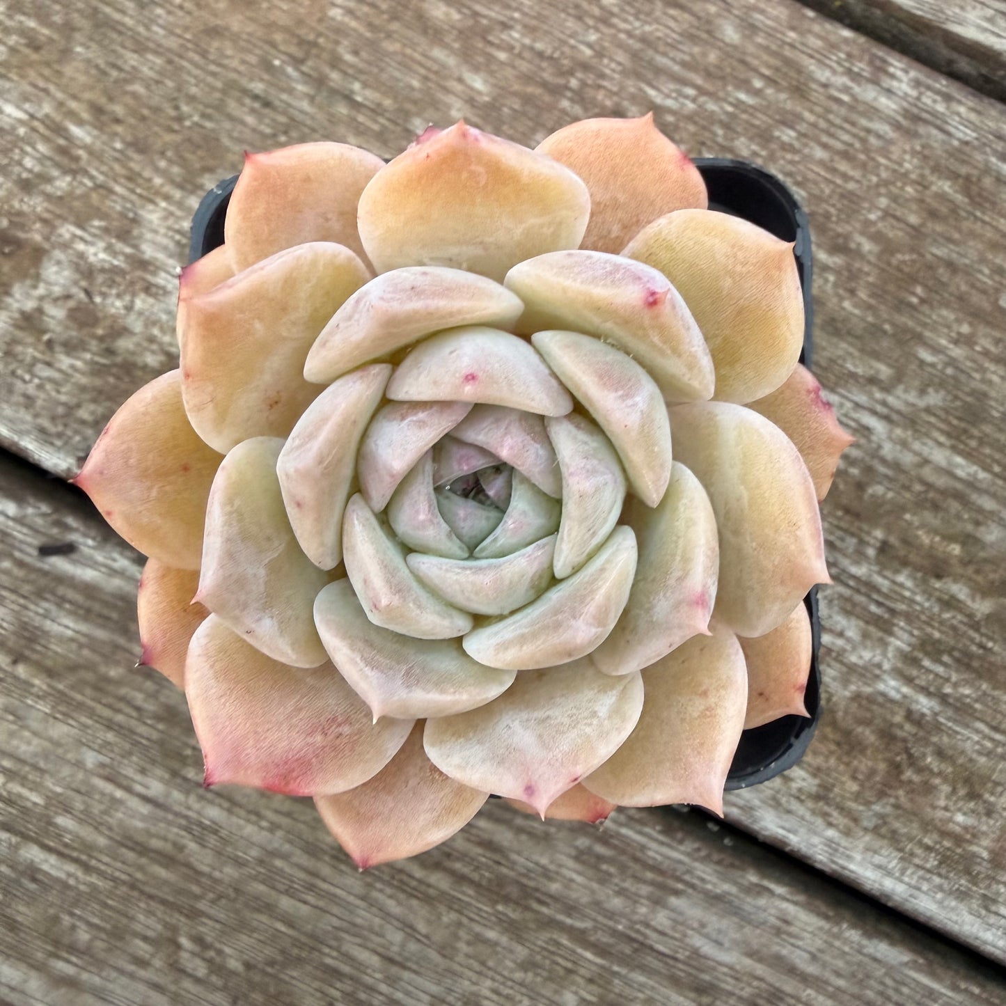 2605 Echeveria 'Amazing Grace'