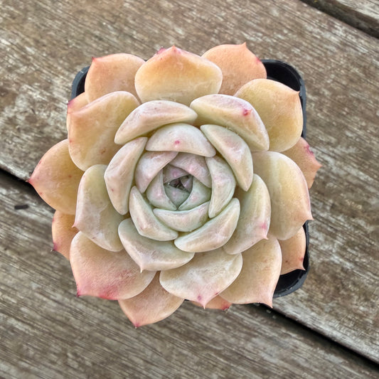 2605 Echeveria 'Amazing Grace'