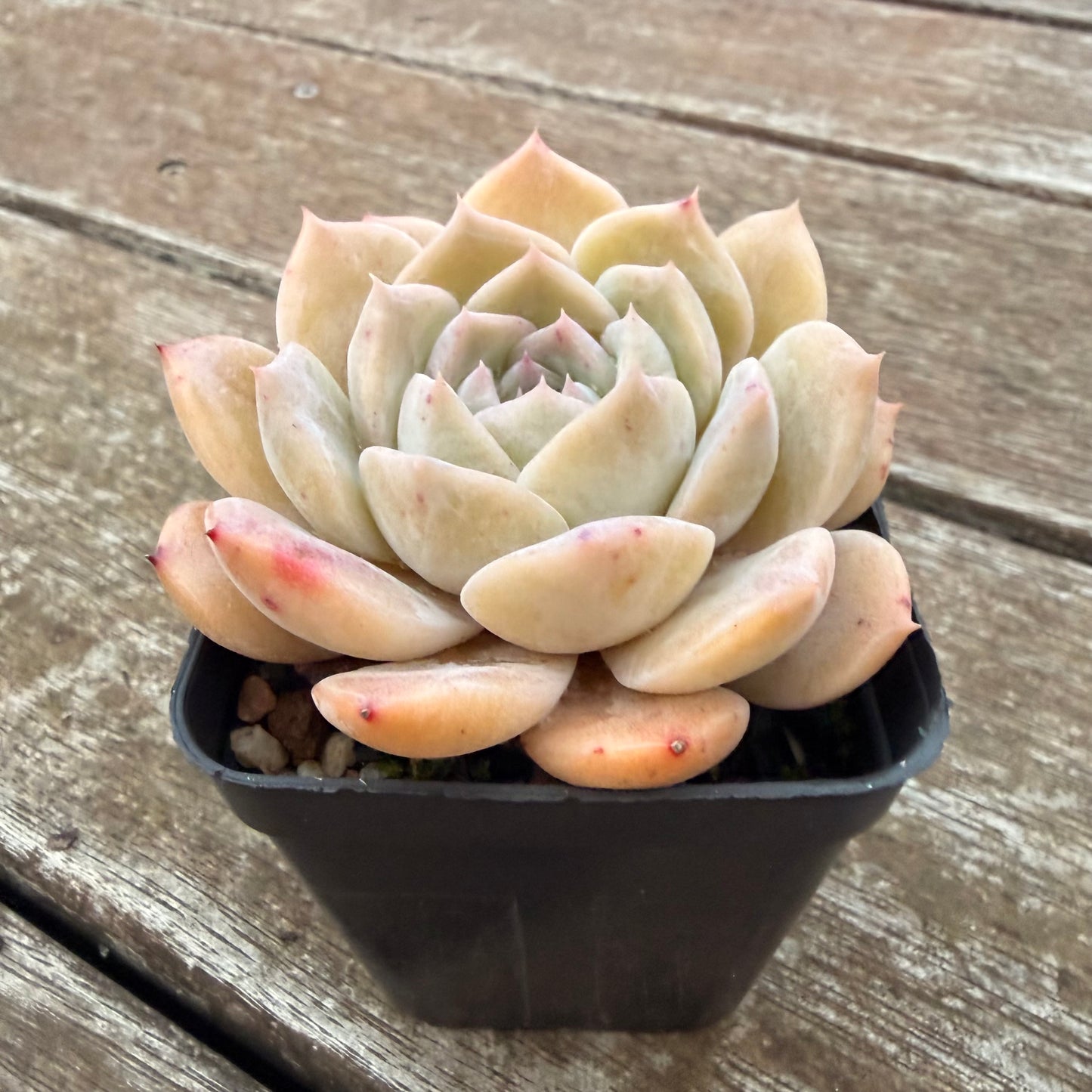2605 Echeveria 'Amazing Grace'