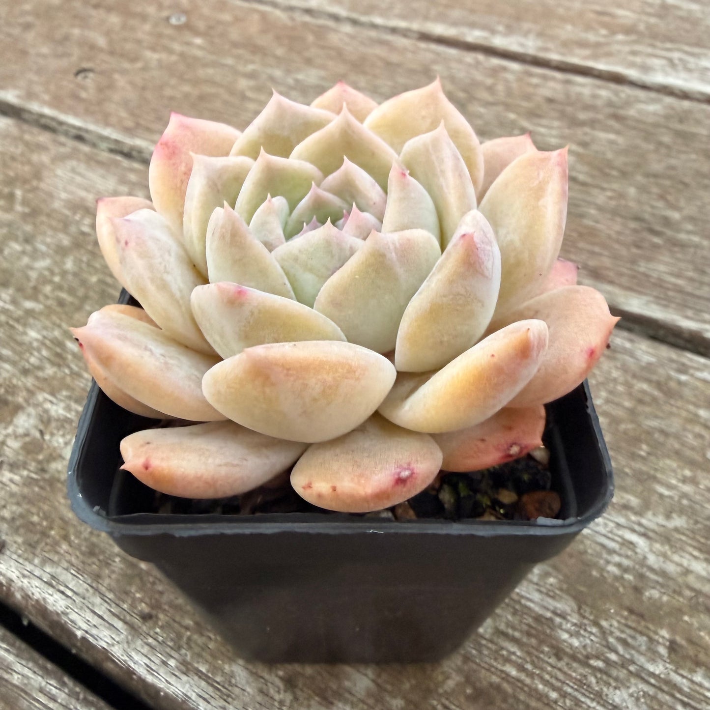 2605 Echeveria 'Amazing Grace'