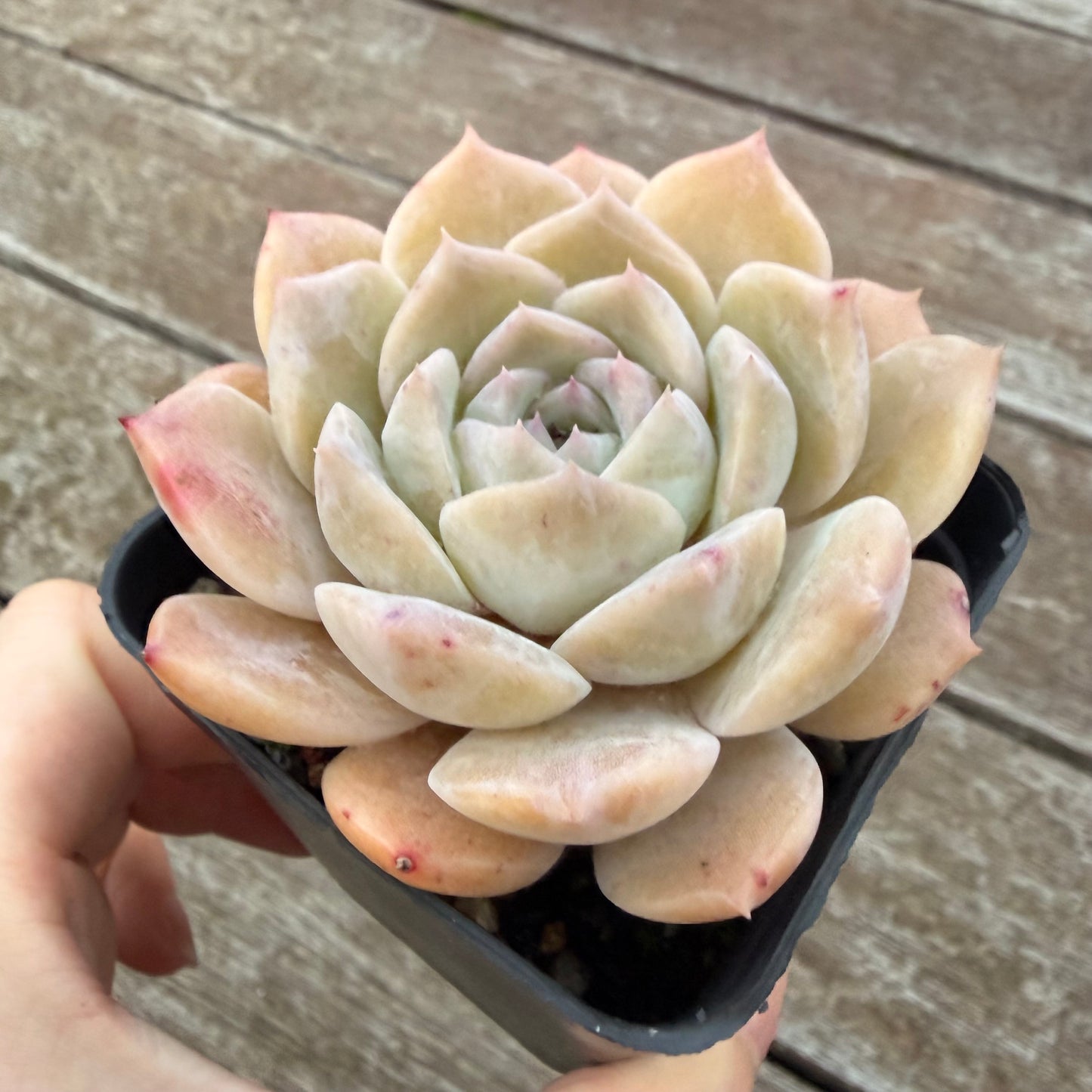 2605 Echeveria 'Amazing Grace'