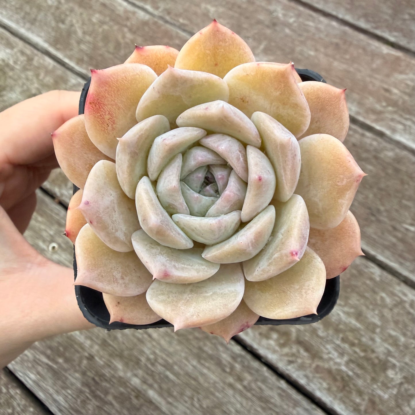 2605 Echeveria 'Amazing Grace'