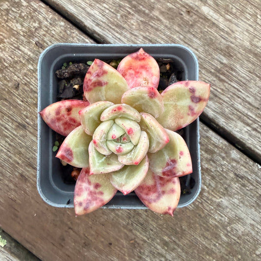 2605 Echeveria Bloody Champagne