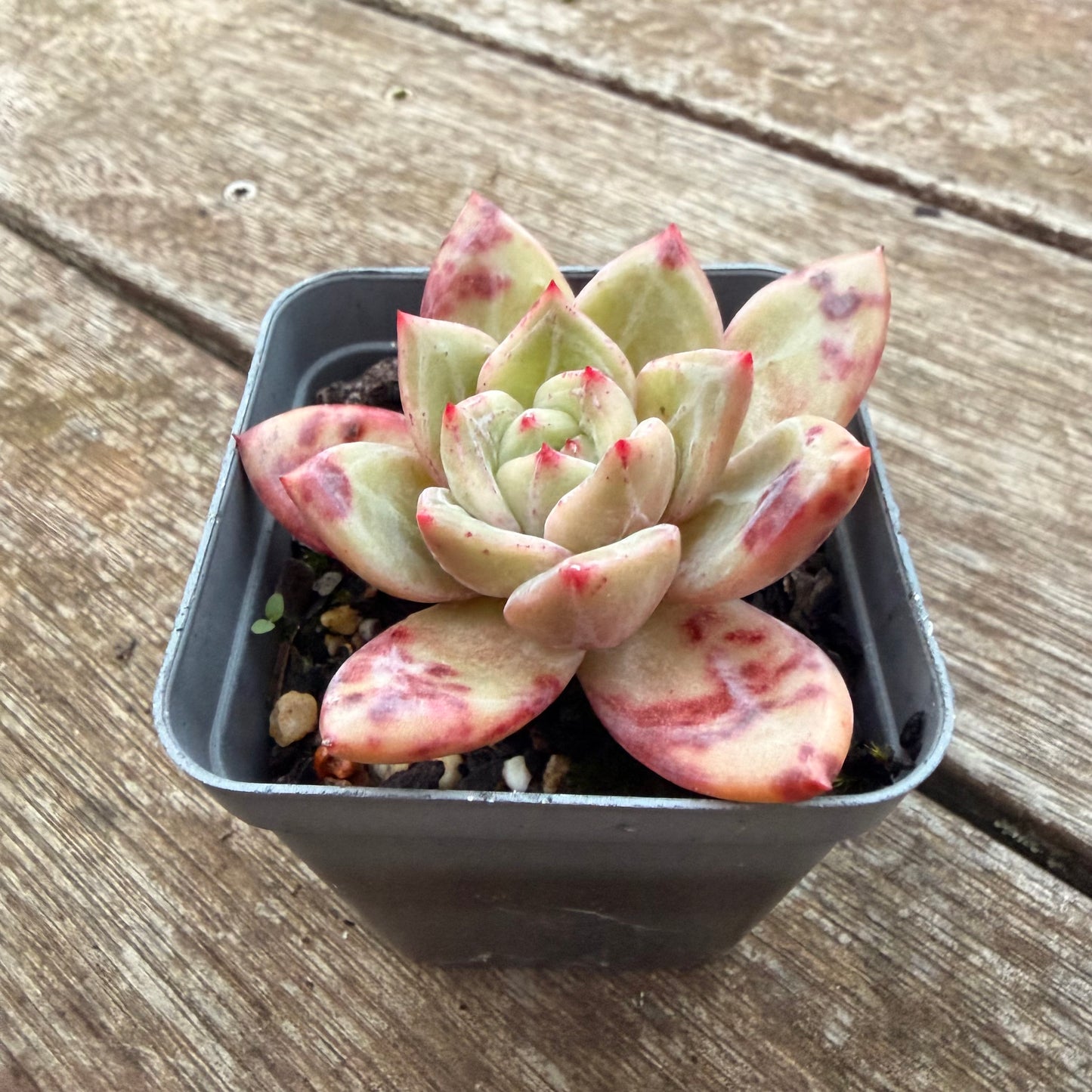 2605 Echeveria Bloody Champagne