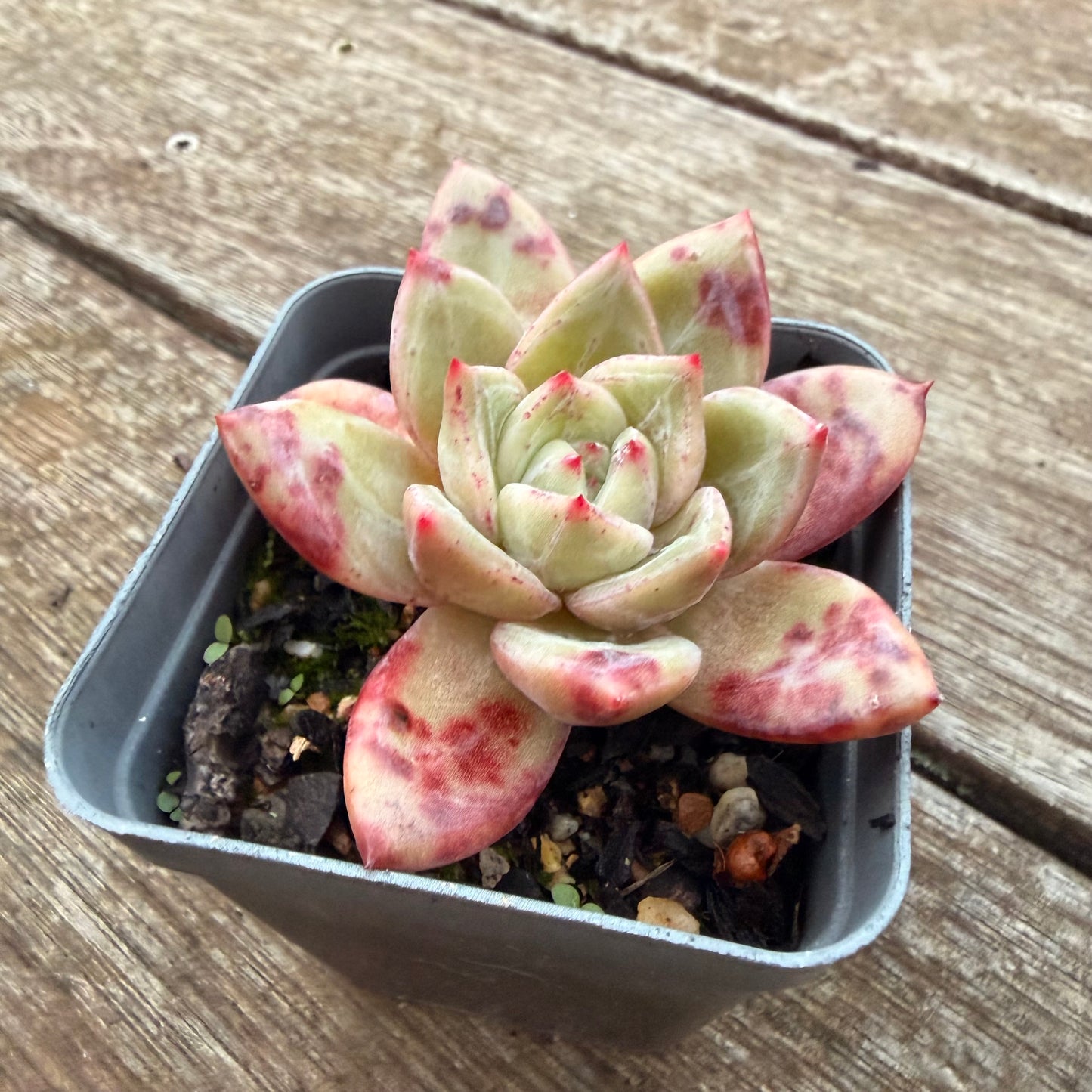 2605 Echeveria Bloody Champagne