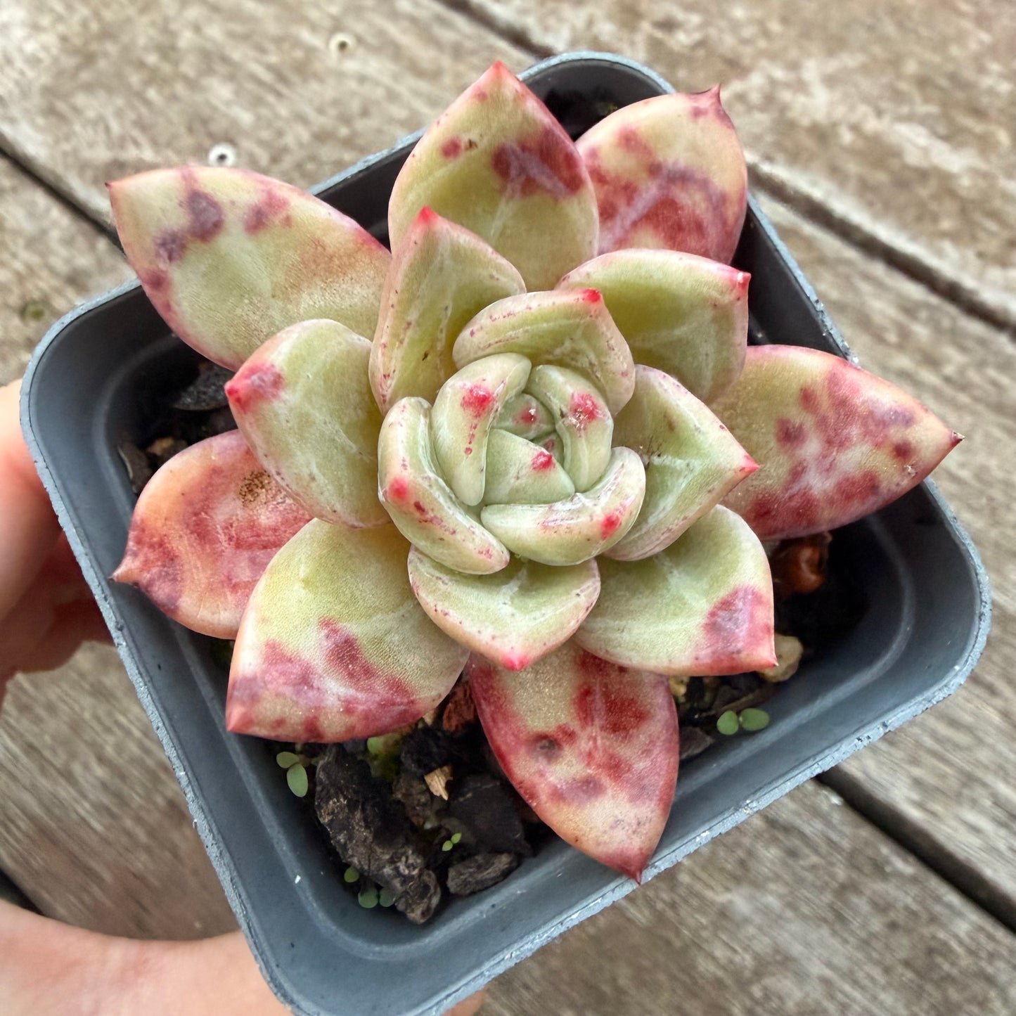 2605 Echeveria Bloody Champagne