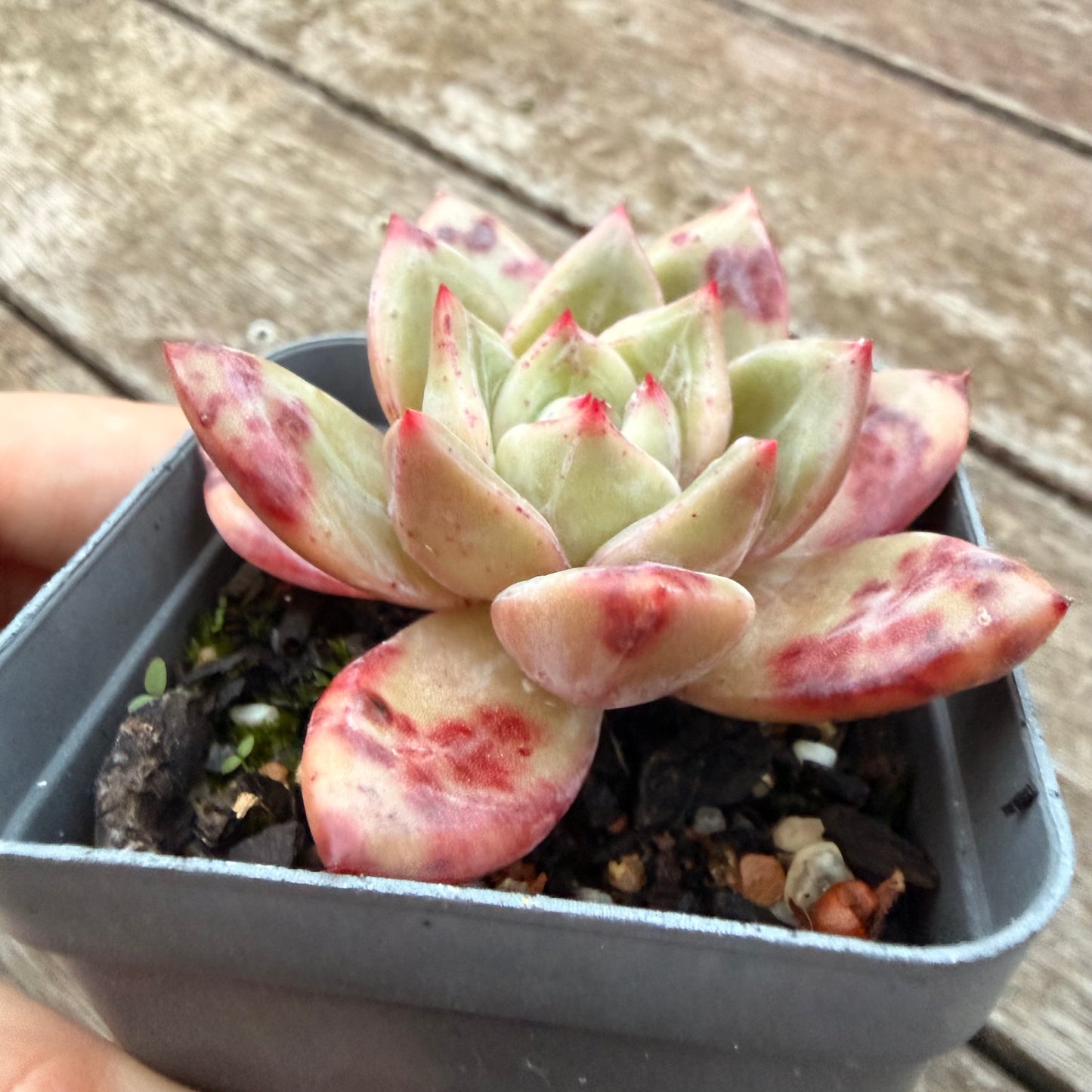 2605 Echeveria Bloody Champagne