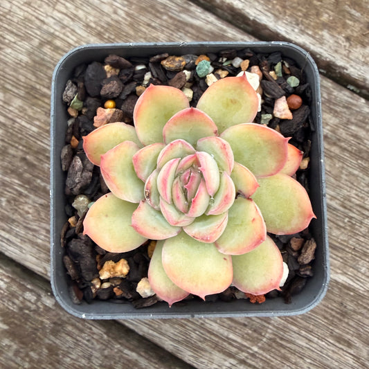 2605 Echeveria Cherry